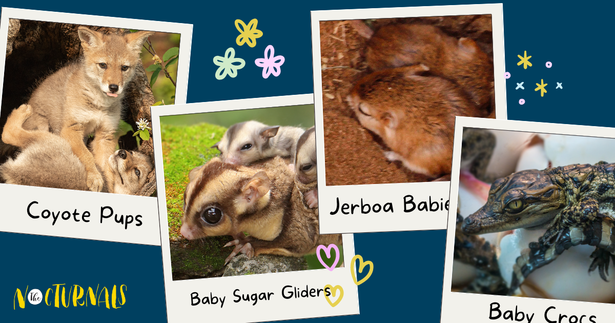 This graphic shows pictures of coyote pups, baby sugar gliders, jerboa babies, and baby crocs in polaroid frames. 
