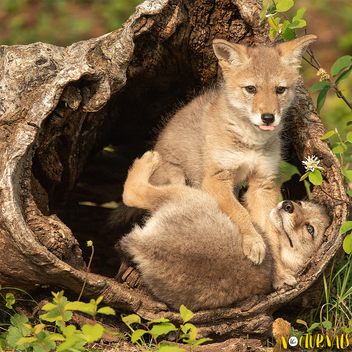 Inside a hollow tree trunk, a coyote pup is on top of another coyote pup. 