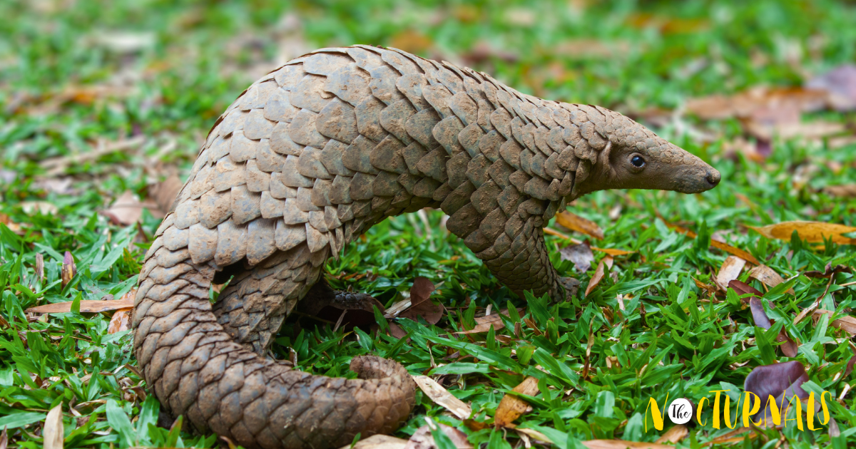A photo of a pangolin standing on green grass.