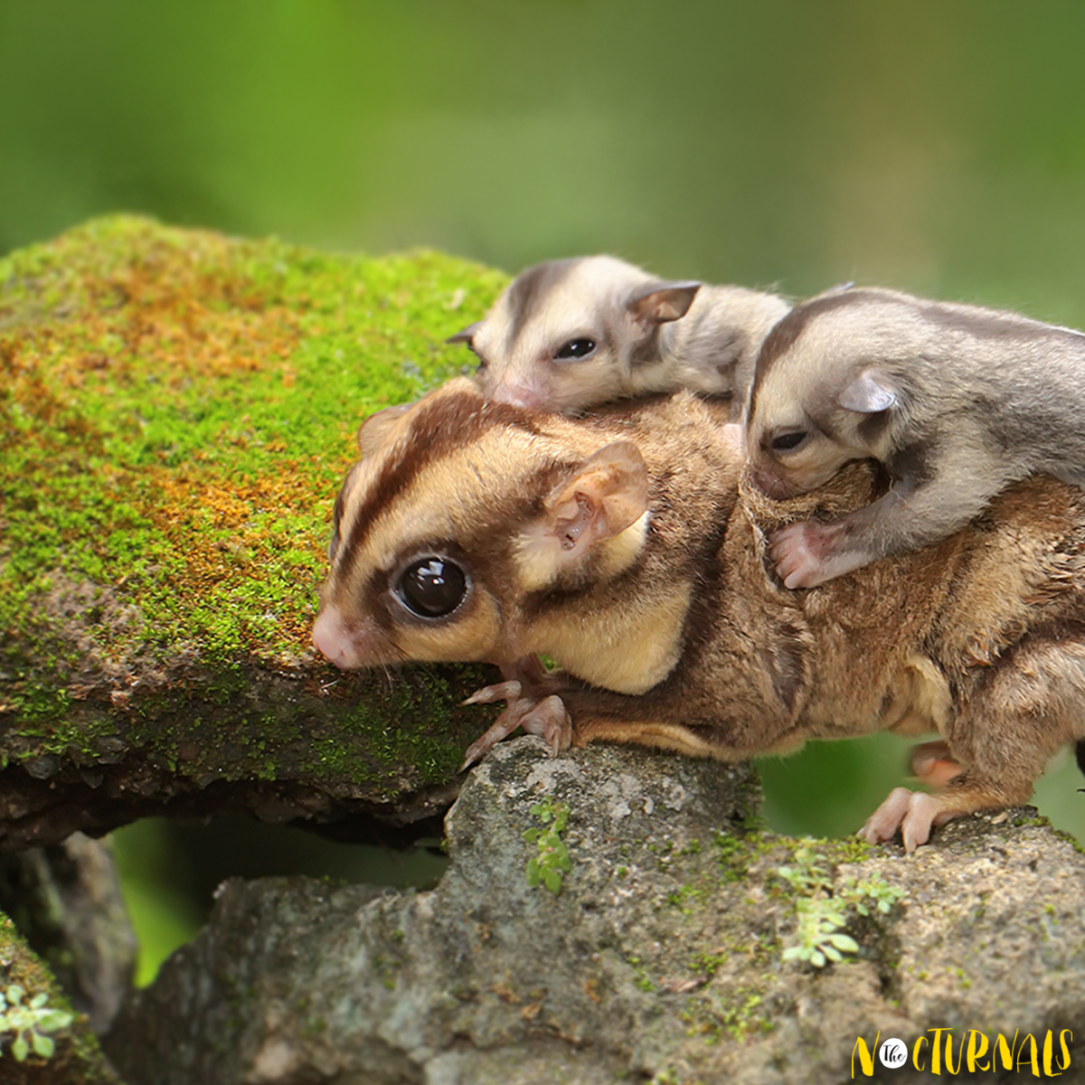 Two baby sugar gliders are on top of an adult sugar gliderÃ¢â‚¬â„¢s back. 