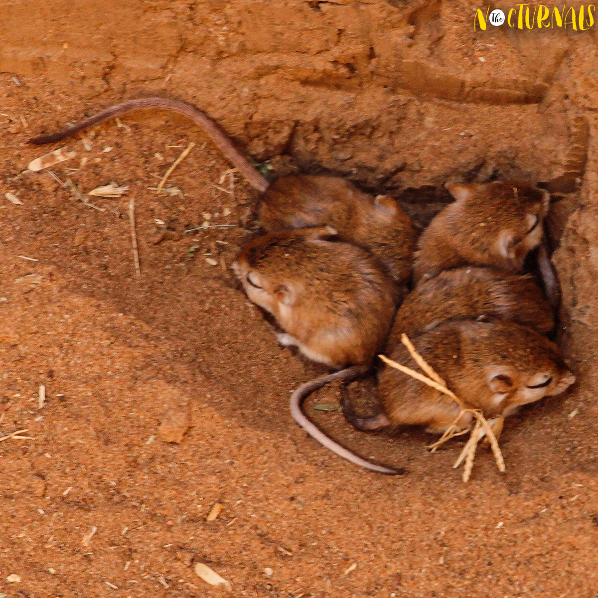 Five baby jerboas are napping in their dirt-filled burrow. 