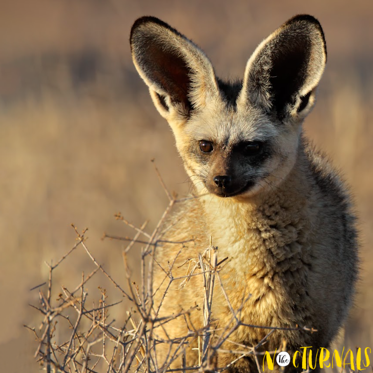 A bat-eared fox is in the middle of dried brush and is looking straight ahead. 