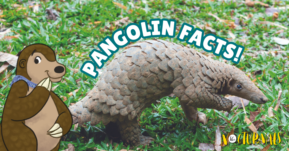 Discover 4 Mind-Boggling Pangolin Features Discover 4 Mind-Boggling Pangolin Features