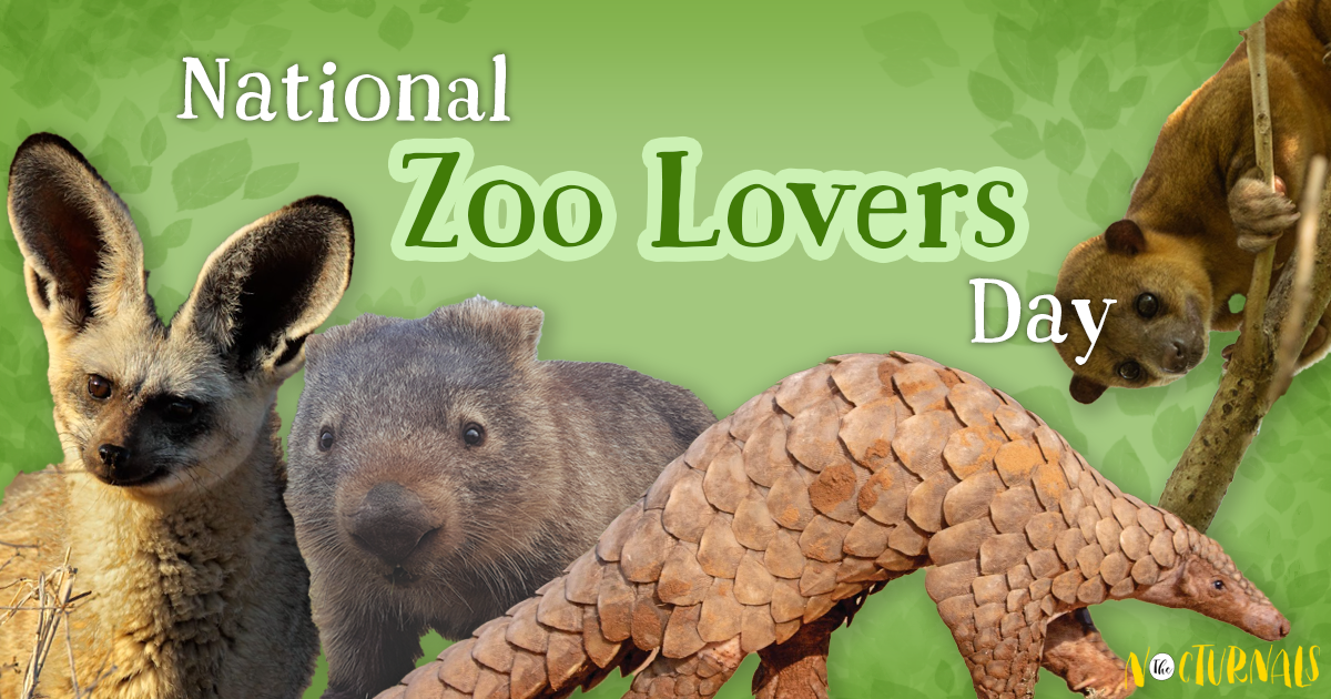 For National Zoo Lovers Day, this graphic has cut out pictures of the following animals: a fox, a wombat, a pangolin, and a sugar glider. 