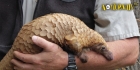 4 Incredible Animal Features Pangolins Use for Protection in the Wild