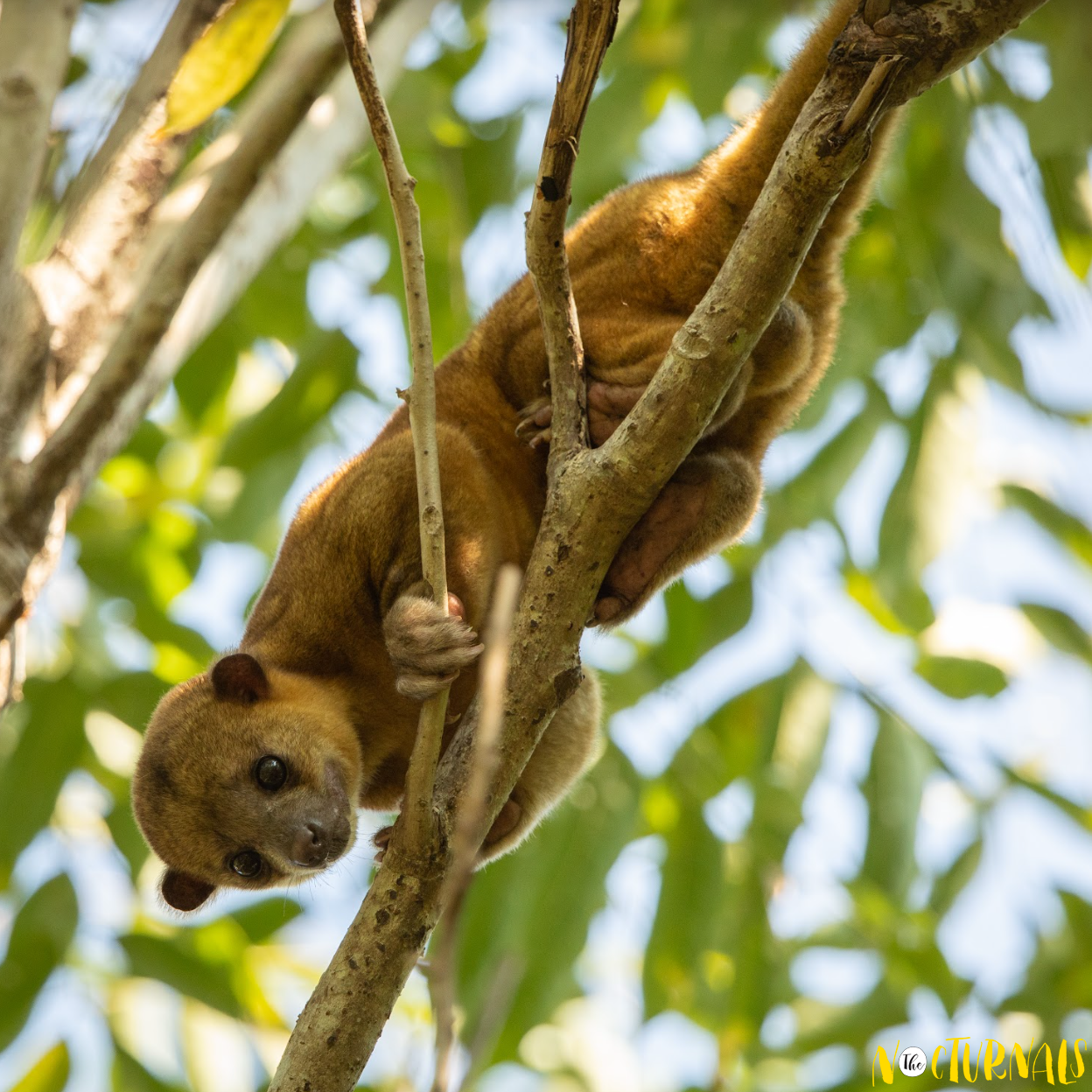 Holding onto a tree branch in the middle of the forest is a kinkajou, a type of monkey. 