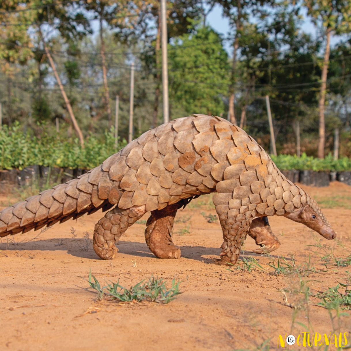 A pangolin walks to the right.