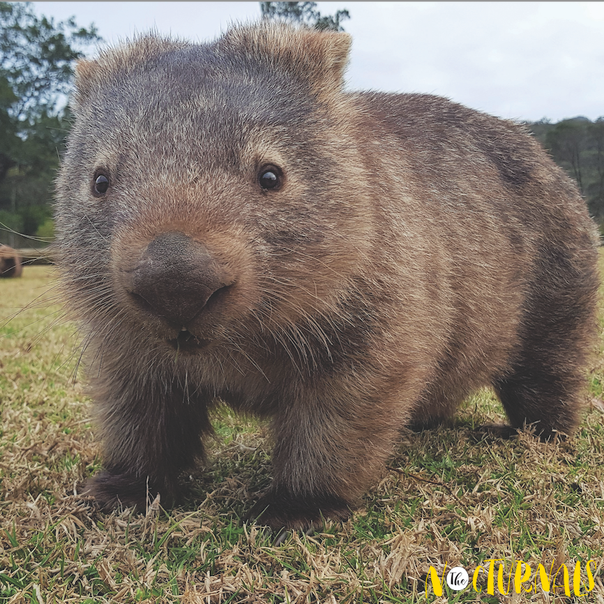 A wombat, a furry animal, is standing on grass.